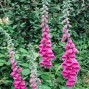 Digitalis / Fingerbøl