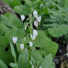 Gudeblomst | Stort udvalg i stauder & buske til haven