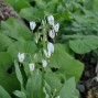 Dodecatheon / Gudeblomst