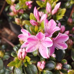 Azalea til surbund - Stort udvalg af sorter | Køb online