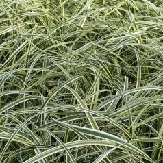 Star (Carex) til haven - Køb online hos Kridtvejs Planter