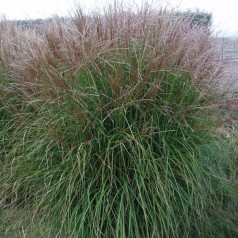Elefantgræs (Miscanthus) - Stort udvalg til haven her
