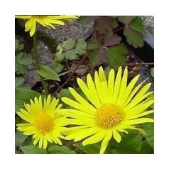 Gemserod - Køb Doronicum Planter Online | Se vores udvalg