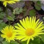 Doronicum / Gemserod