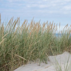 Marehalm 'Blue Dune' & Alm. - Flotte blågrønne græsser