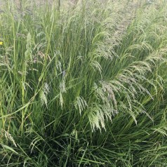 Mosebunke (Deschampsia) - Stort udvalg af prydgræsser