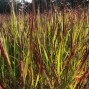 Staudehirse - Panicum