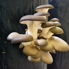 Køb Dyrk Selv Svampe Sæt - Stort udvalg online