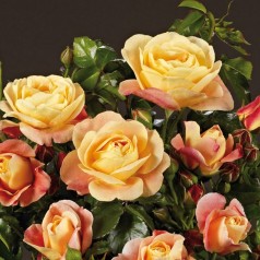 Køb Slotsroser & Palaceroser | Stort udvalg til haven