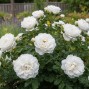 Hvide Roser