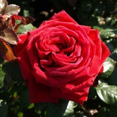 Røde roser, klassiske roser til haven | Kridtvejs Planter