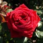 Røde roser