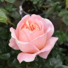 Lyserøde roser | Stort udvalg til have & krukker