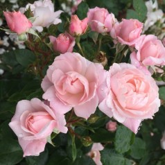 Køb roser til krukker - Stort udvalg til altan & terrasse