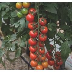 Køb tomatplanter | Stort udvalg til haven