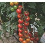 Tomatplanter