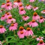 Echinacea / Purpursolhat