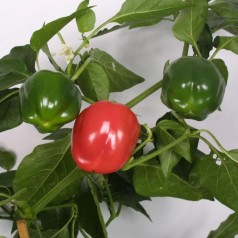 Peberplanter & Snackpeber - Stort udvalg online
