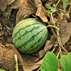 Melonplanter - Stort udvalg af sorter til hjemmedyrkning
