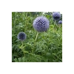 Tidselkugle - Echinops til din have | Se vores udvalg