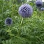 Echinops / Tidselkugle