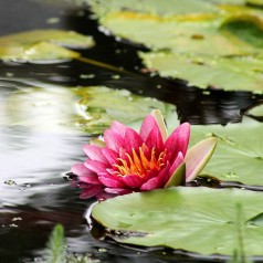 Vandplanter til havebassin & dam – stort udvalg online