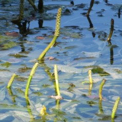 Undervandsplanter til havedam | Stort udvalg af iltplanter
