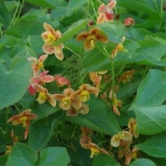 Bispehue (Epimedium) - Ideel bunddække | Stort udvalg