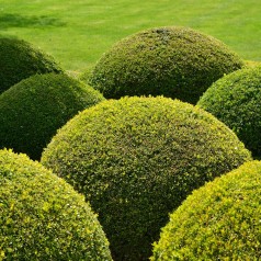 Gødning til buksbom – Stort udvalg til hæk & formklip