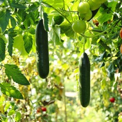 Gødning til agurker - Stort udvalg til drivhus & friland