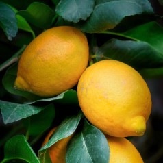 Gødning til citrus og oliventræer | Stort udvalg