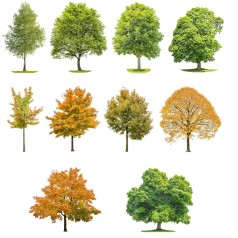 Køb Prydtræer Online - Stort Udvalg & Hurtig Levering