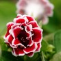 Gloxinia