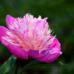 Køb pæon knolde - Bonderose & silkepæon | Stort udvalg