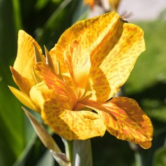 Canna knolde til have og krukker | Stort udvalg online