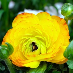 Ranunkel løg til krukker og bed | Stort udvalg