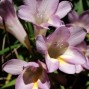Fresia / Freesia