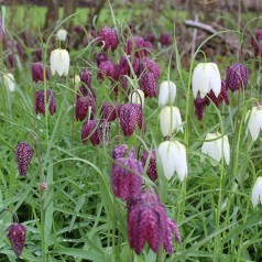 Køb Vibeæg & Kejserkrone Løg (Fritillaria) | Stort udvalg