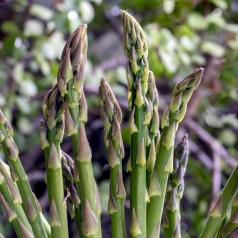 Jordskok, Asparges & Rabarber | Stort Udvalg