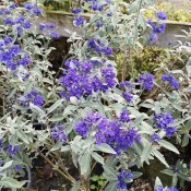Blåskæg | Stort udvalg i blåskæg buske til haven - Webshop