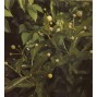 Cephalanthus / Knapbusk