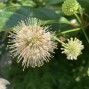 Knapbusk - Cephalanthus