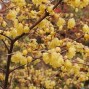 Vinterblomst - Chimonanthus