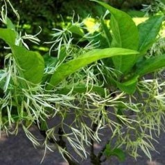 Sneflokketræ - køb chionanthus| Kridtvejs Planter