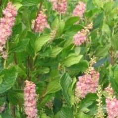 Konvalbusk - køb Clethra  her | kridtvejs planter