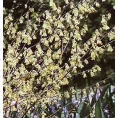 Hasselbror - planter og corylopsis buske | Kridtvejs Planter