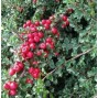 Dværgmispel - Cotoneaster
