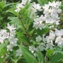 Stjernetop - Deutzia