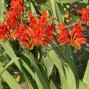 Crocosmia / Montbretia