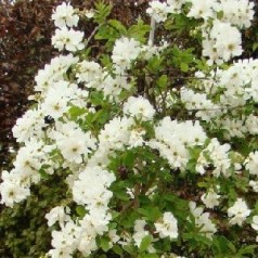 Perlebusk - køb exochorda til haven hos Kridtvejs Planter